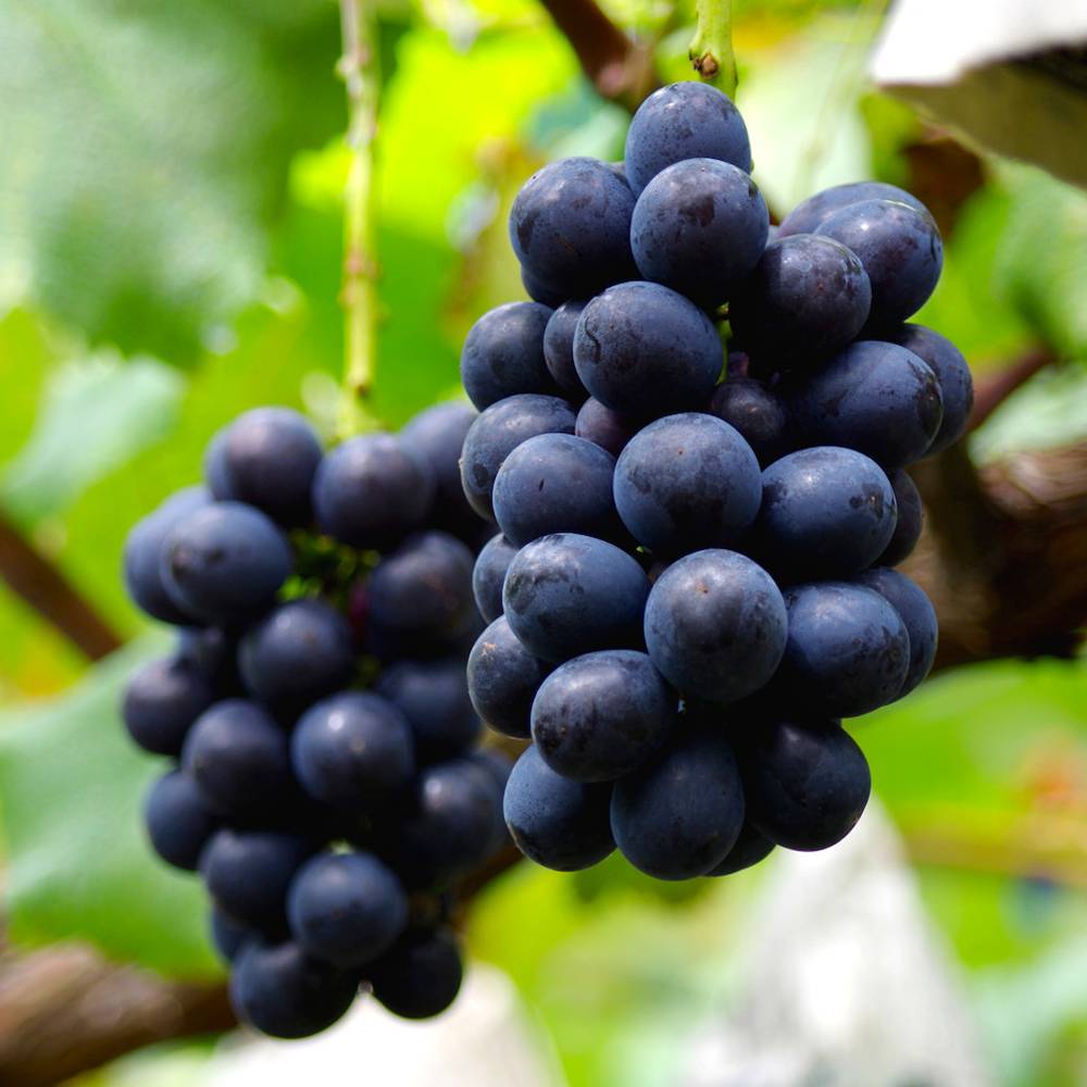 000000081064-05.jpg?size=l&w=