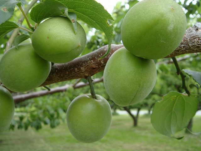 000000081137-02.jpg?size=l&w=