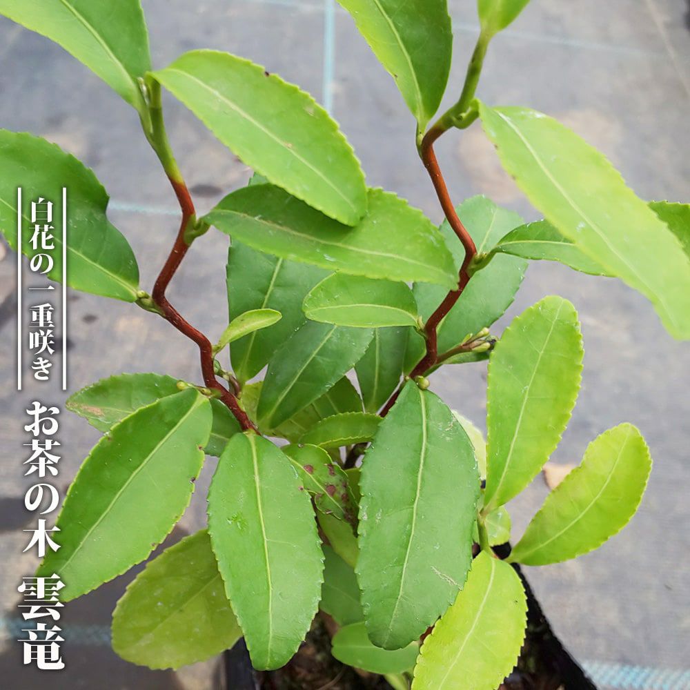 お茶の木 | 苗木部 本店 By 花ひろばオンライン