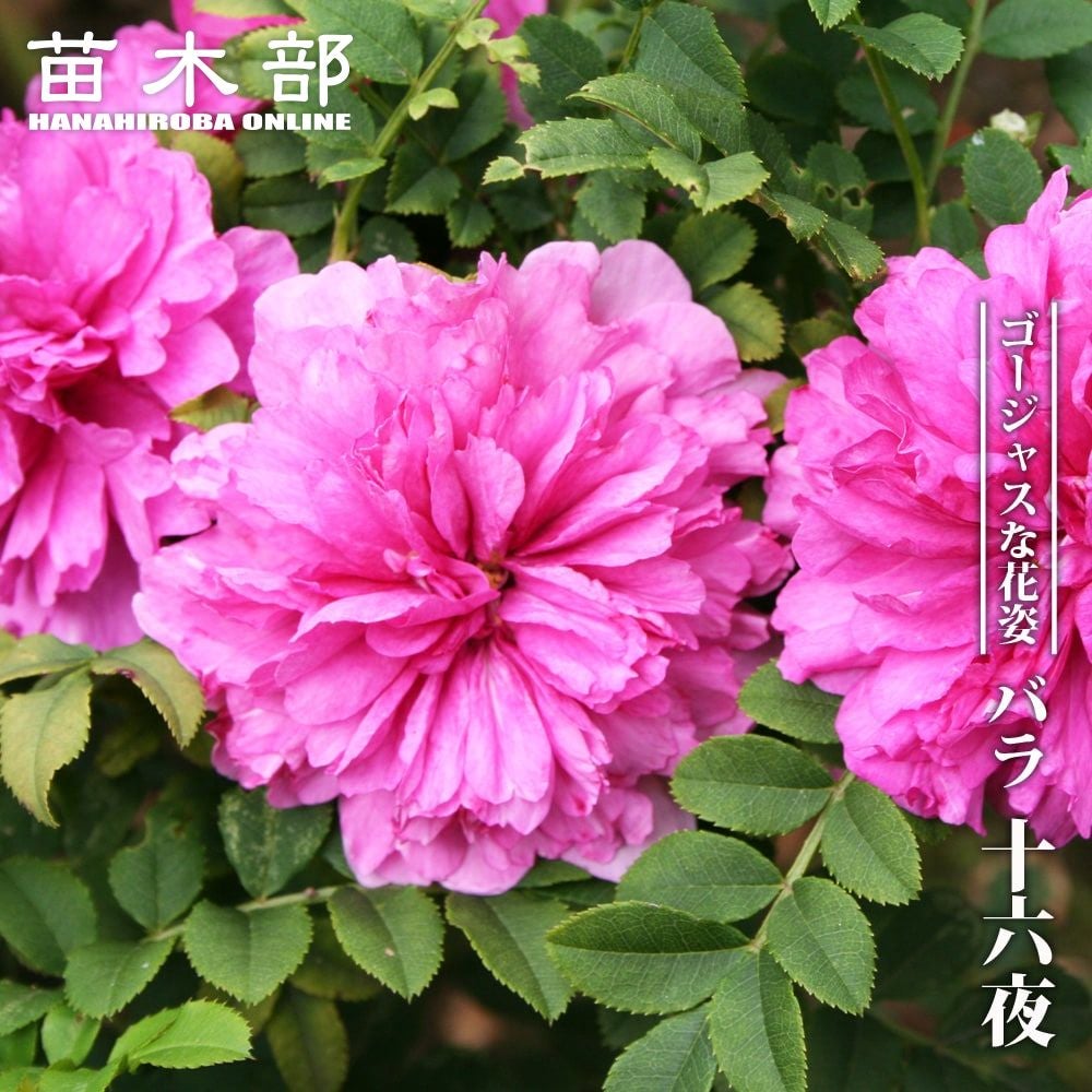000000081183-01.jpg?size=m&w=