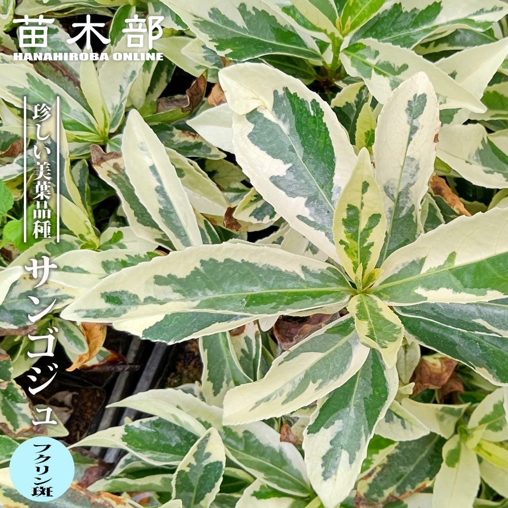 サンゴジュ【フクリン斑】 3.5号ポット苗 挿し木 【ハナヒロバリュー