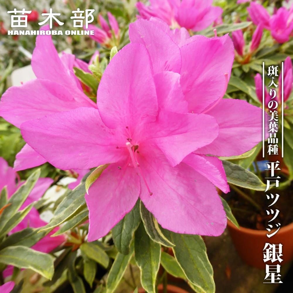 芍薬 西洋シャクヤク フェスティバマキシマ 苗 通販 苗木部 By 花