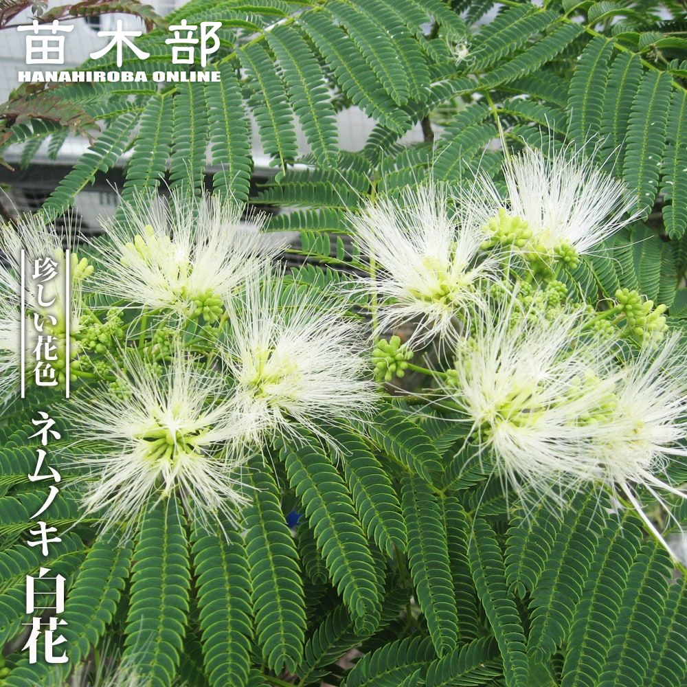 000000081215-01.jpg?size=l&w=