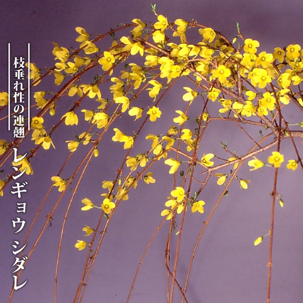 000000081220-01.jpg?size=l&w=