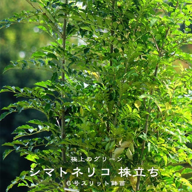 シマトネリコ H：1.0m 株立ち 大苗 | 苗木部 本店 By 花ひろばオンライン