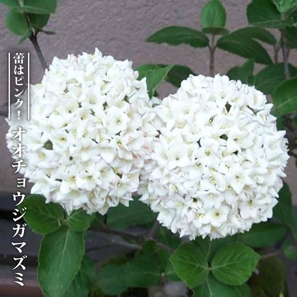 山野草　苗木　苗　土付きポットごと　ガマズミ属　130cm強　チョウジガマズミ 000000081277-01.jpg?size=l&w=