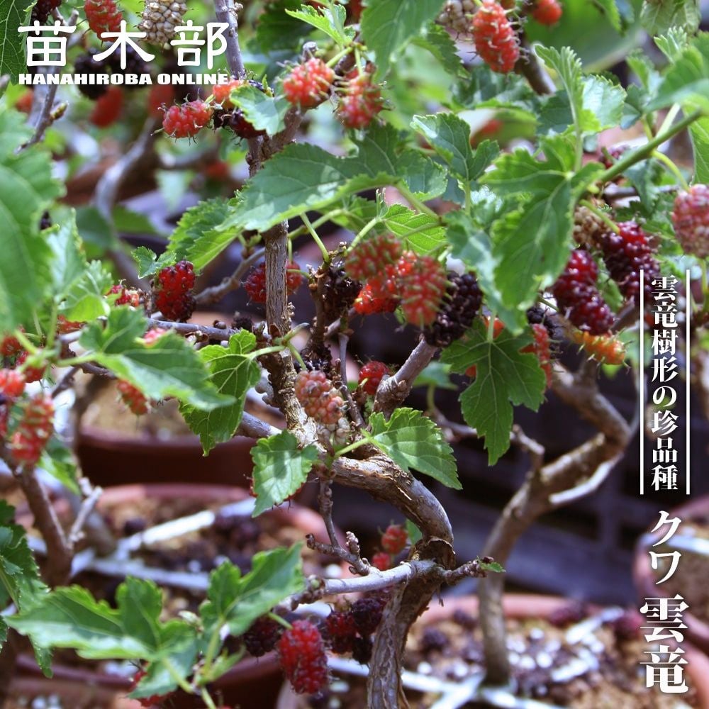 000000081279-01.jpg?size=m&w=