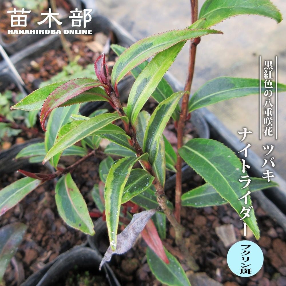 椿 ダローネガ 苗 販売 苗木部 By 花ひろばオンライン