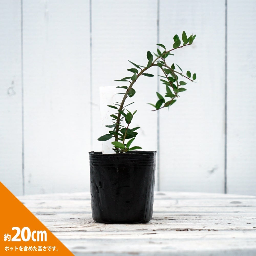 枝垂れネムノキ Albizia Pendula 苗木開花中10号ポット約80cm 枝垂れ