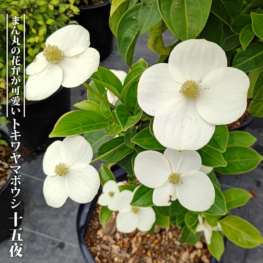 常緑ヤマボウシ 十五夜 株立ち 常緑樹 約80cm クリーム色の花付き 000000081292-01.jpg?size=l&w=