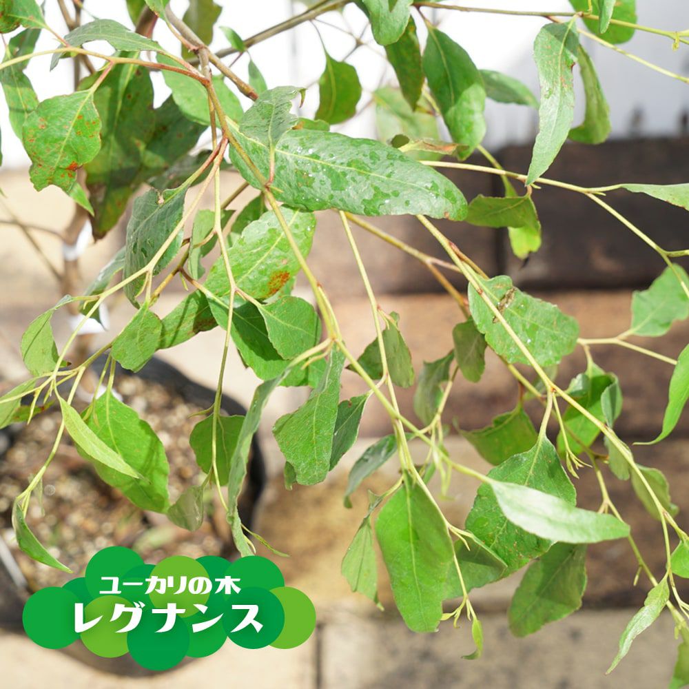 ユーカリの木 “レグナンス” 5号ポット苗 シンボルツリー 生垣 目隠し