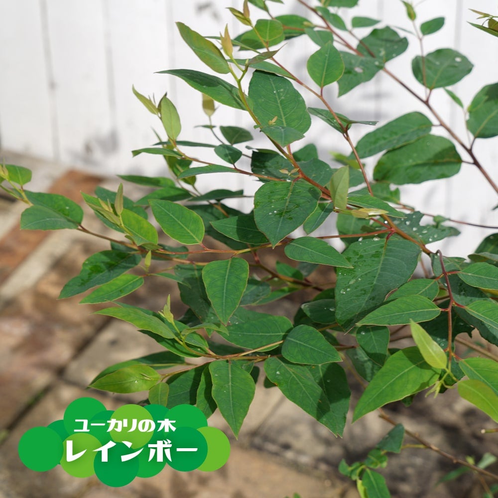 000000081479-01.jpg?size=l&w=