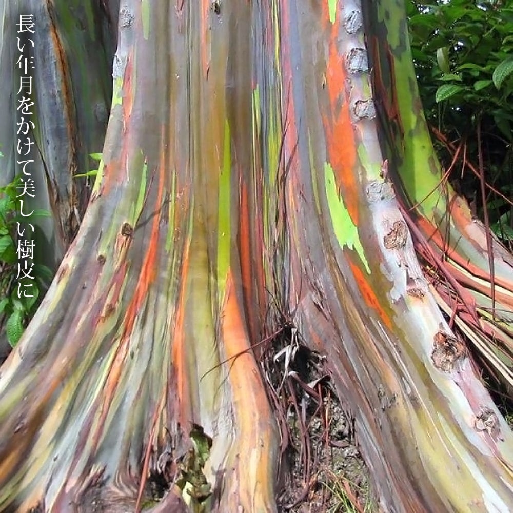 000000081479-02.jpg?size=l&w=