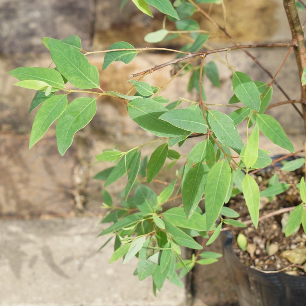 ユーカリ レインボー 苗 販売 苗木部 By 花ひろばオンライン