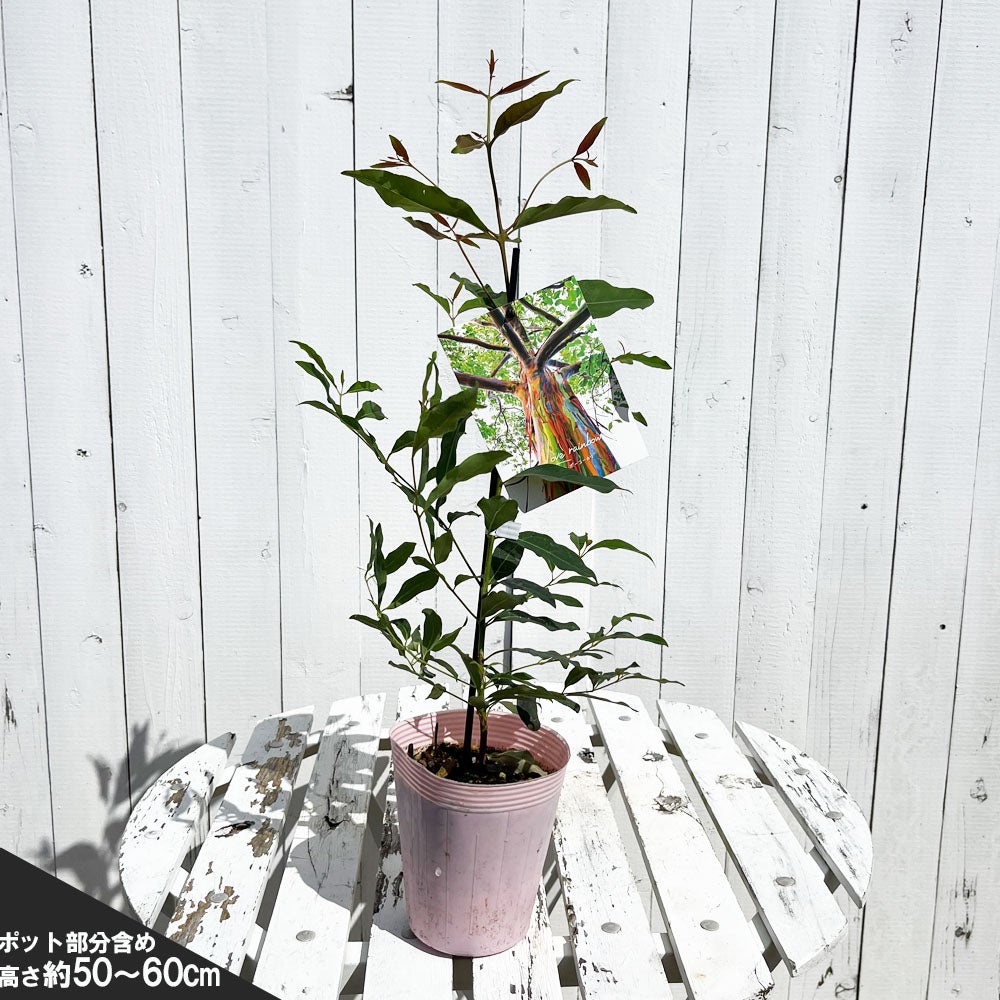 000000081479-05.jpg?size=l&w=