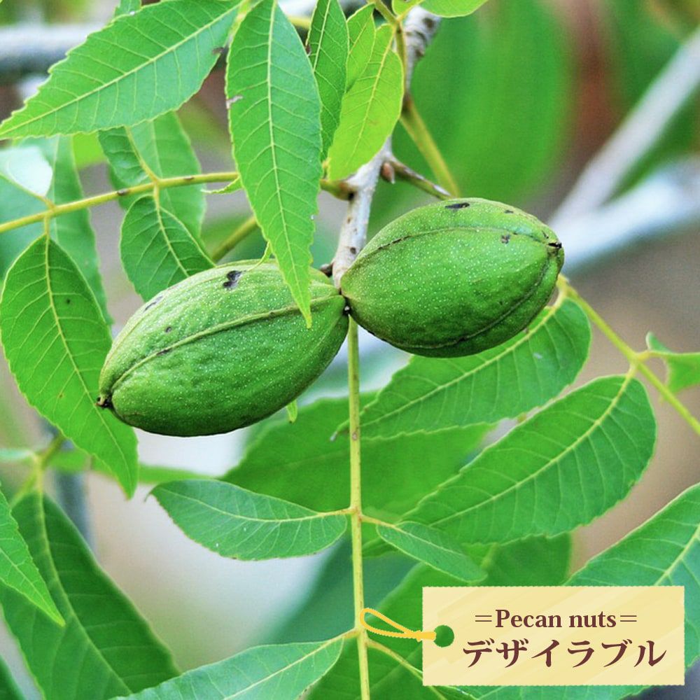 ペカンナッツ デザイラブル 苗 販売 苗木部 By 花ひろばオンライン