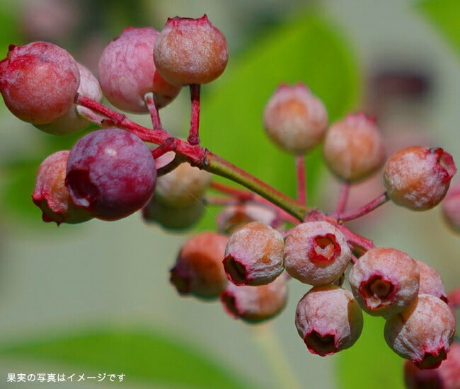 ブルーベリー ハイブリッド系 ピンクレモネードの通販 おすすめ 苗木部