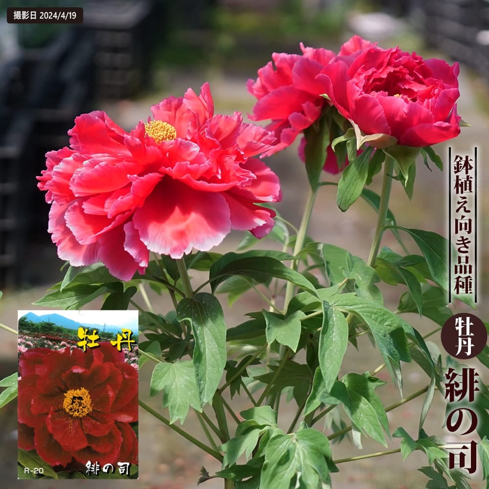 牡丹 金晃 苗 販売 苗木部 By 花ひろばオンライン