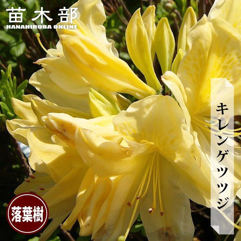 レンゲツツジ 【品番3665】 レンゲツツジ (花色指定不可) 0.3m 12cm