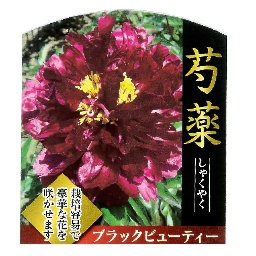 000000081688-01.jpg?size=l&w=