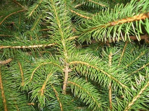 クリスマスツリー もみの木 ドイツトーヒー 挿し木 4号ポット苗 | 苗木
