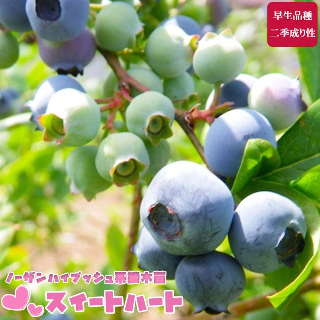 ブルーベリー ノーザンハイブッシュ系 スイートハート 苗 通販 苗木部