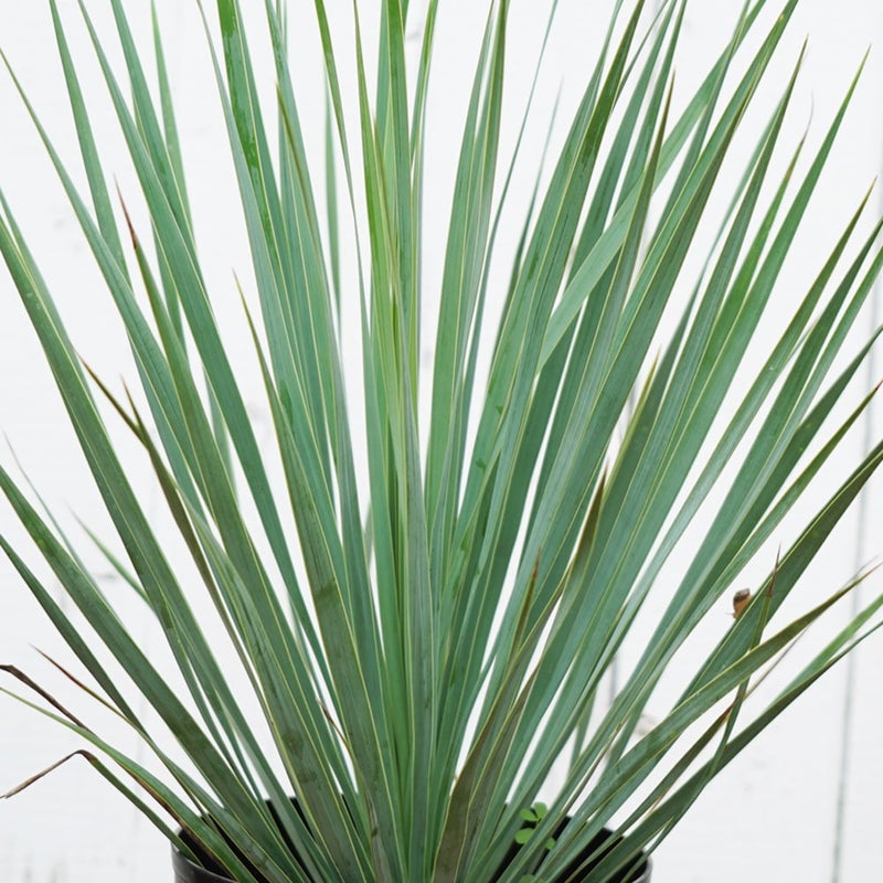 ユッカ ロストラータ 苗 育て方 苗木部 By 花ひろばオンライン
