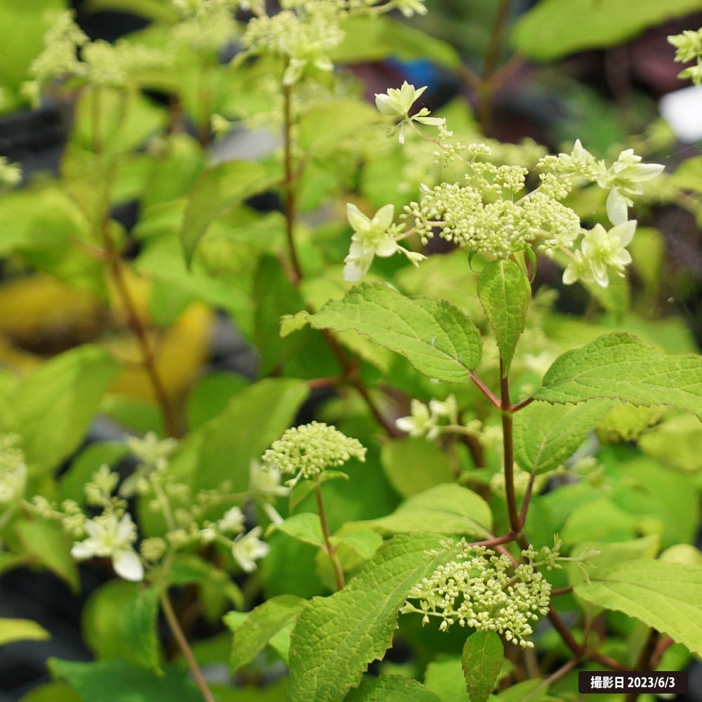 アジサイ 八重咲きアナベル 苗 販売 苗木部 By 花ひろばオンライン