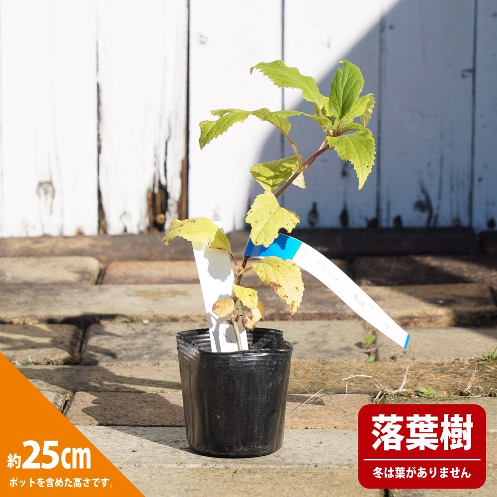 アジサイ 八重咲きアナベル 苗 販売 苗木部 By 花ひろばオンライン