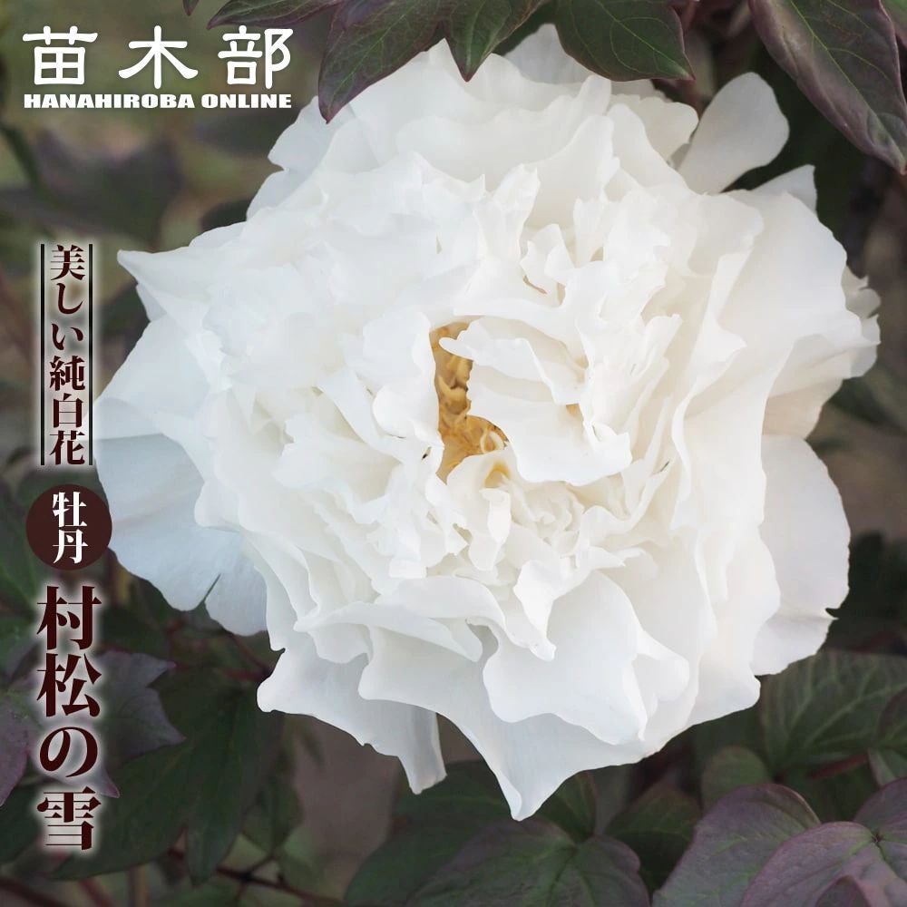 村松の雪】 （白色) 牡丹 2年生 6号スリット苗 | 苗木部 本店 By 花