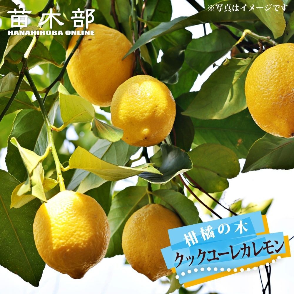 柑橘 レモン とげなしリスボンレモン 苗 販売 苗木部 By 花ひろば