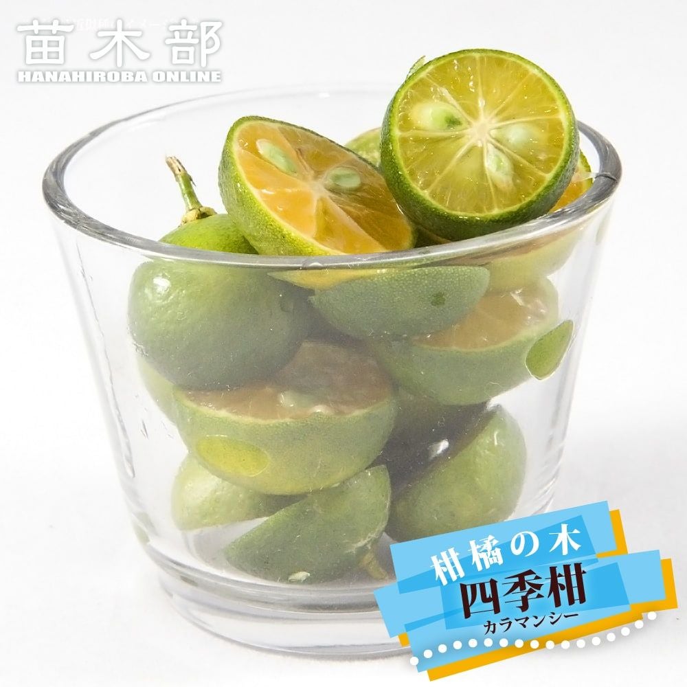 柑橘 ライム フレーバーグリーン 苗 販売 苗木部 By 花ひろばオンライン