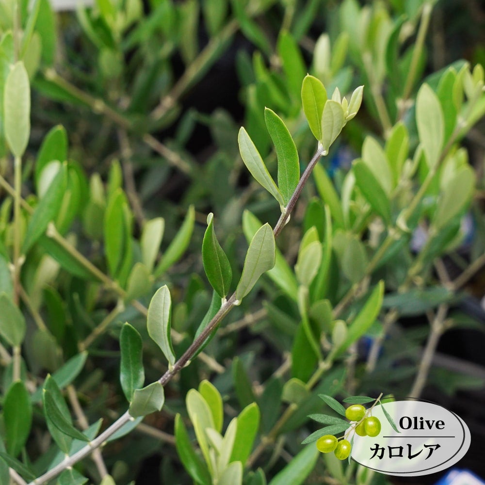 000000082565-01.jpg?size=l&w=