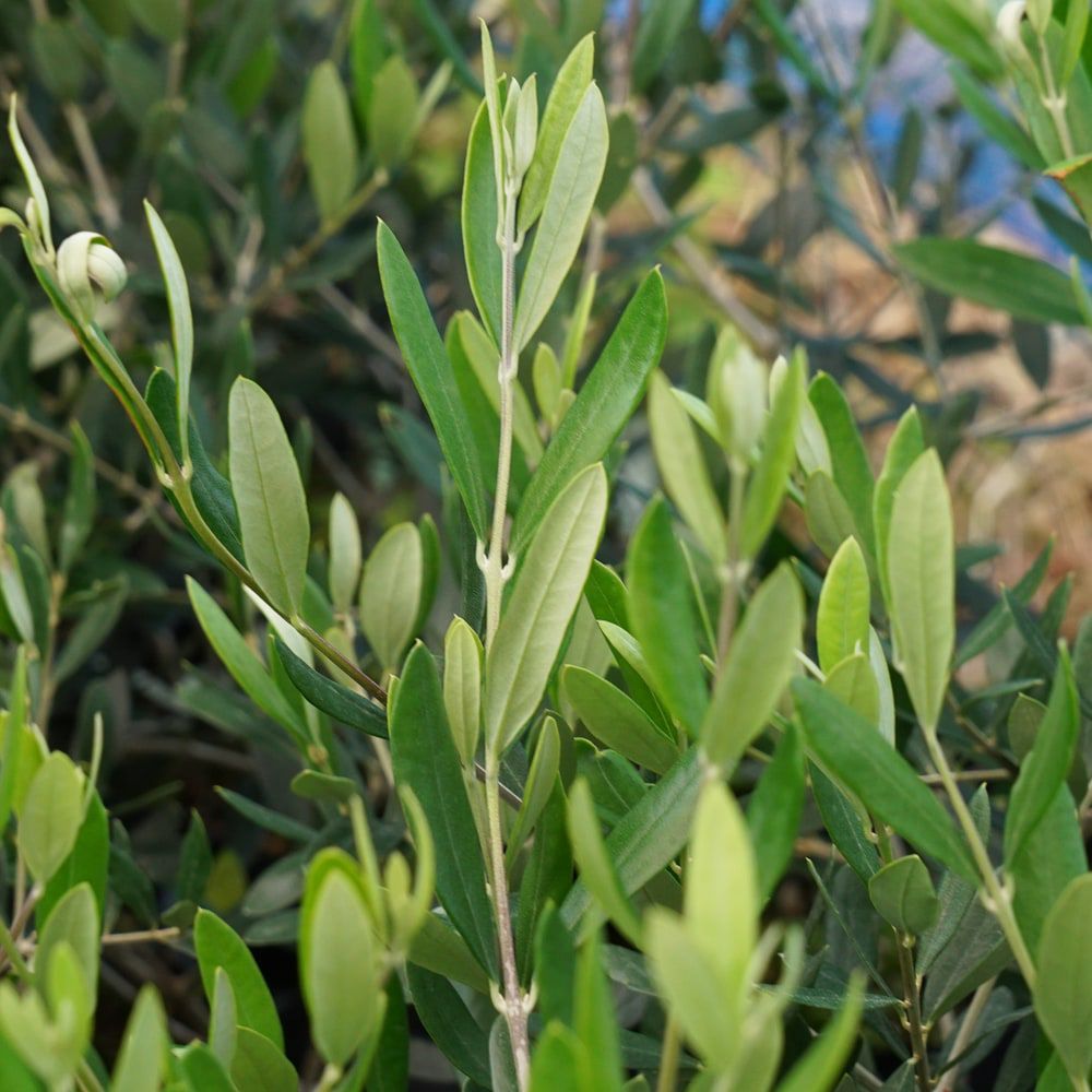 オリーブ カロレアの通販 苗木部 By 花ひろばオンライン