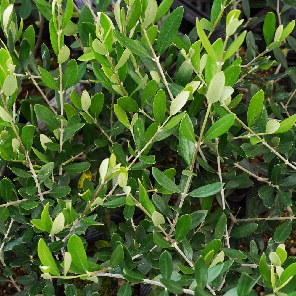 オリーブ カロレアの通販 苗木部 By 花ひろばオンライン