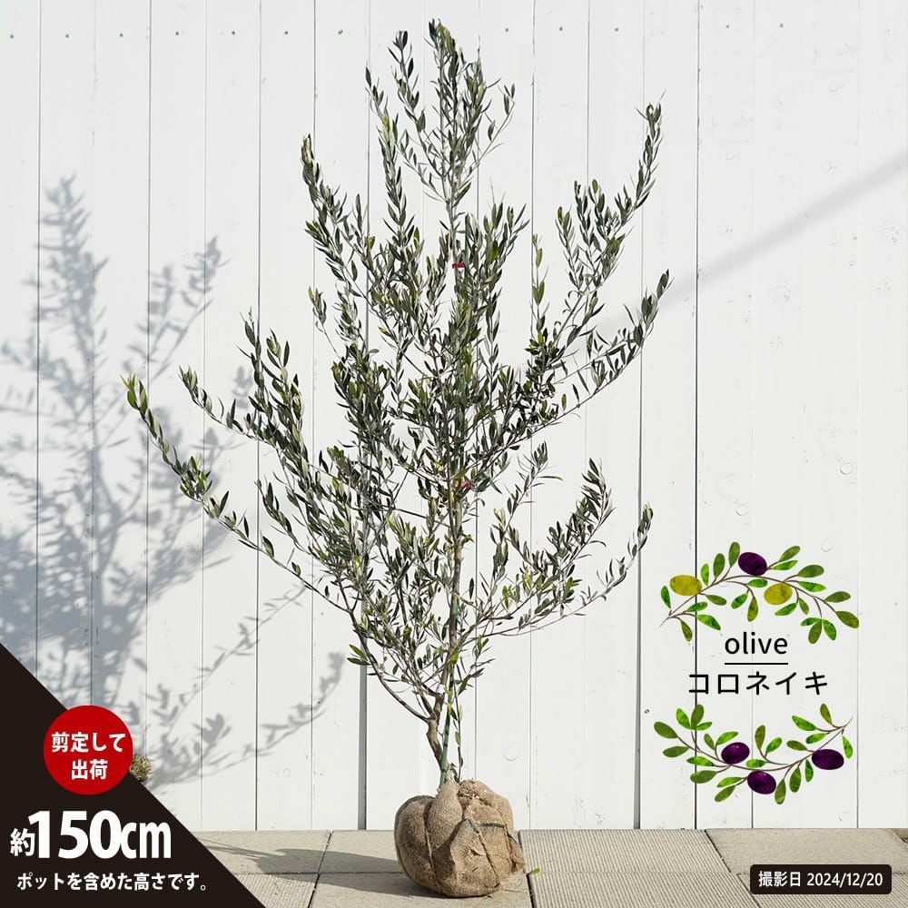 000000082568-01.jpg?size=l&w=