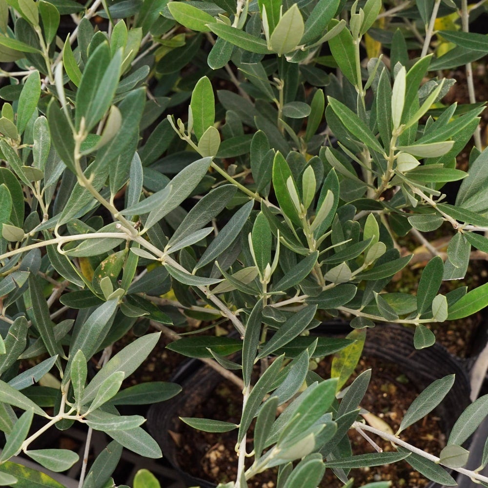 オリーブ ホジブランコの通販 苗木部 By 花ひろばオンライン