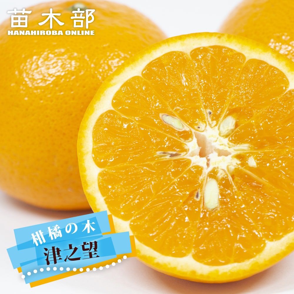 柑橘 タンゴール 麗紅 苗 通販 苗木部 By 花ひろばオンライン