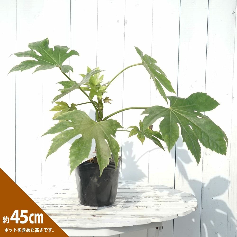 000000082698-05.jpg?size=l&w=