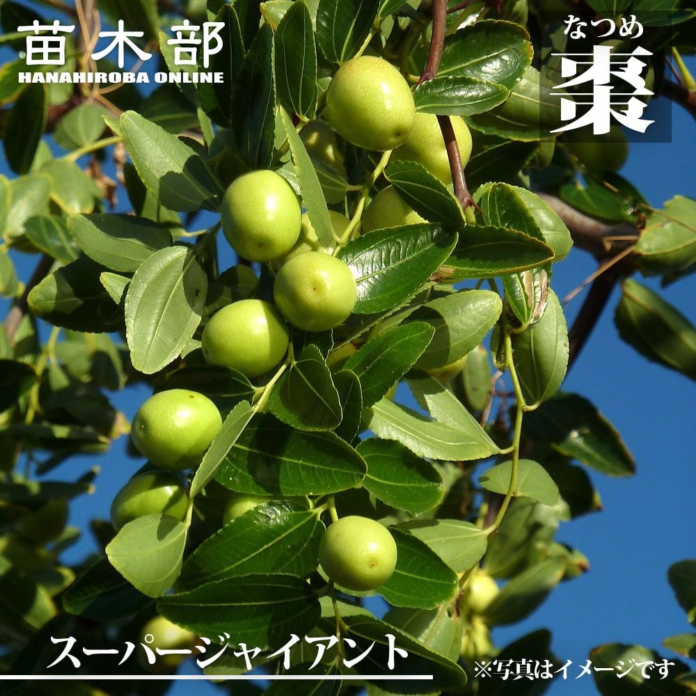 ダシリリオン ロンギシマム 苗 通販 苗木部 By 花ひろばオンライン