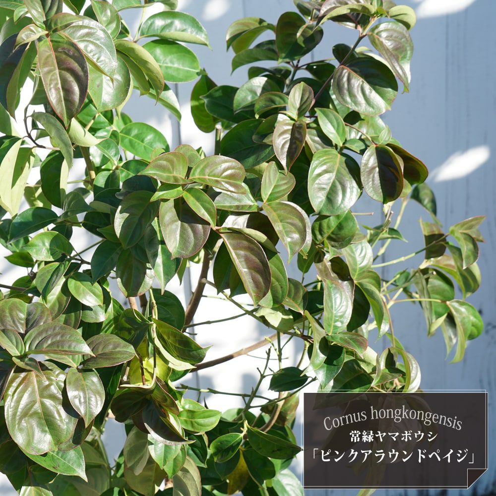 000000083070-01.jpg?size=l&w=