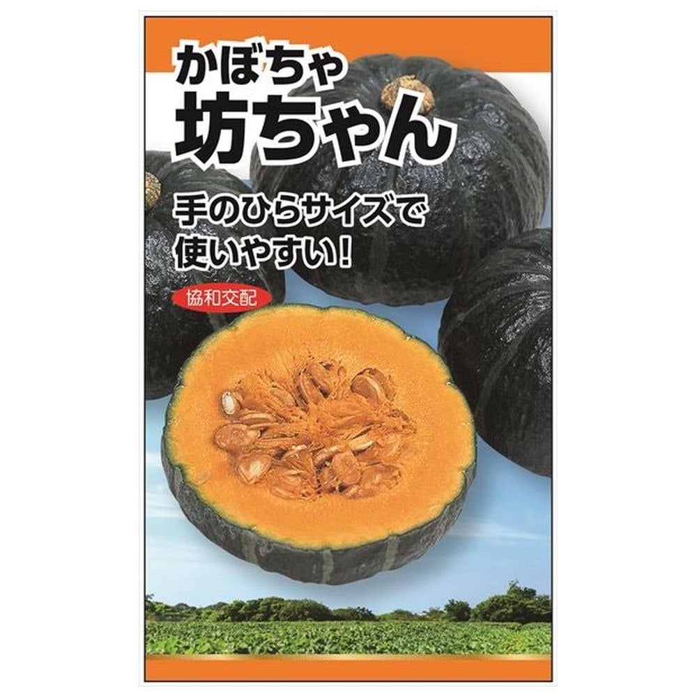 トウモロコシ出品 スイートコーン カクテル84EX 種・小袋 （30粒） F1（一代交配種） 爆