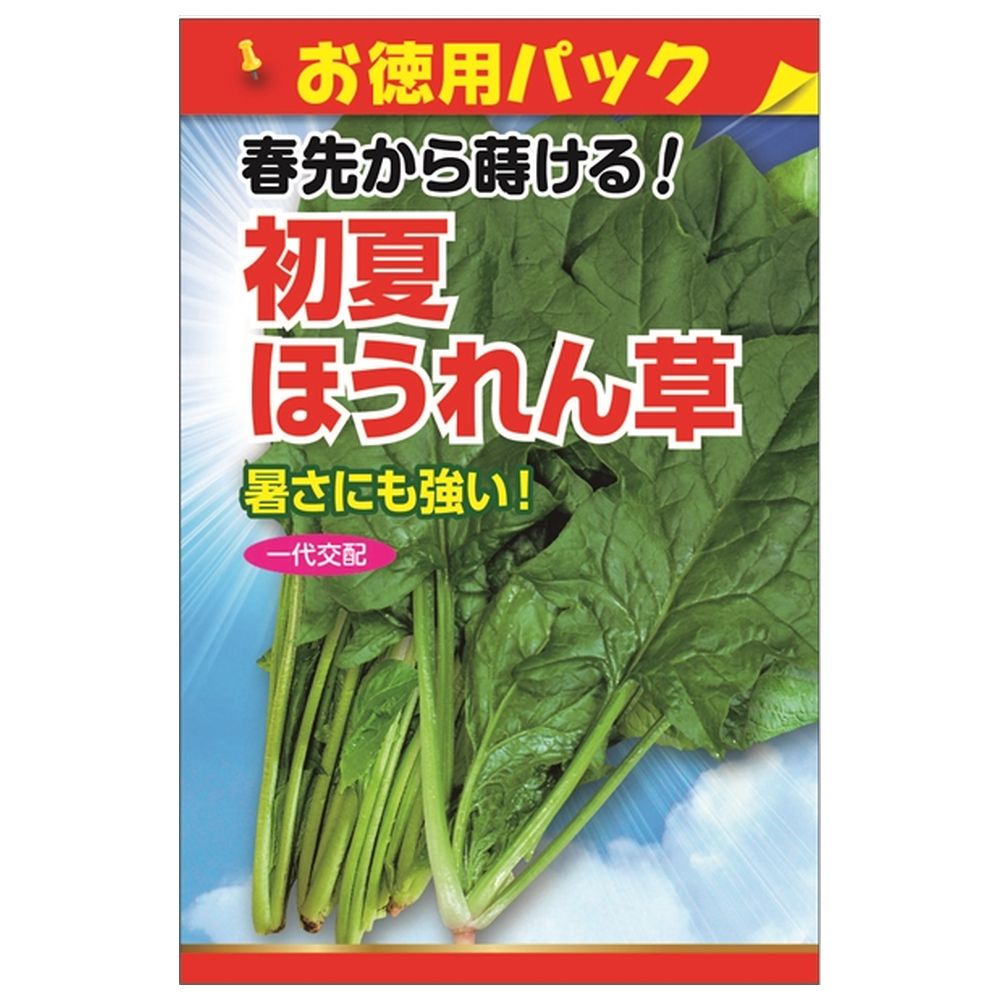 初夏ほうれん草の通販 苗木部 By 花ひろばオンライン
