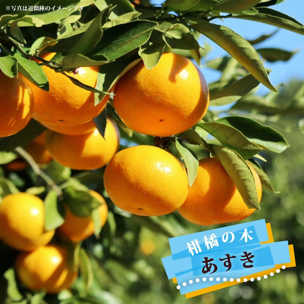 津之輝 （つのかがやき） タンゴール 苗 販売 苗木部 By 花ひろば