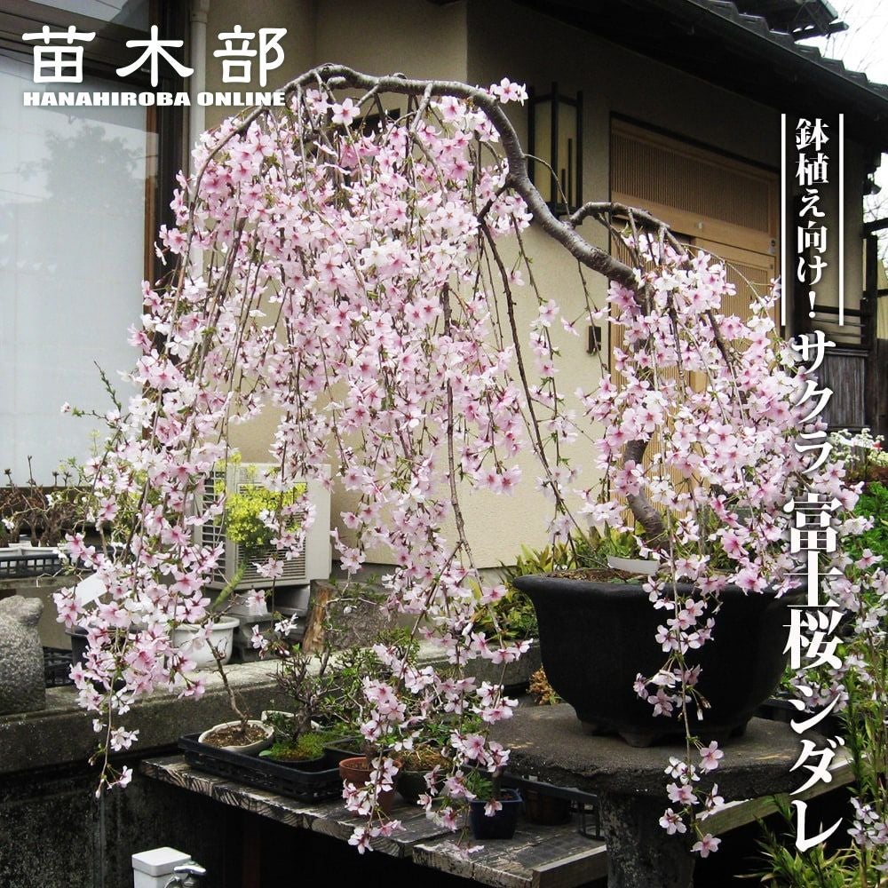 さくら 八重紅枝垂れ桜 ヒガンザクラ系 苗 販売 苗木部 By 花ひろば