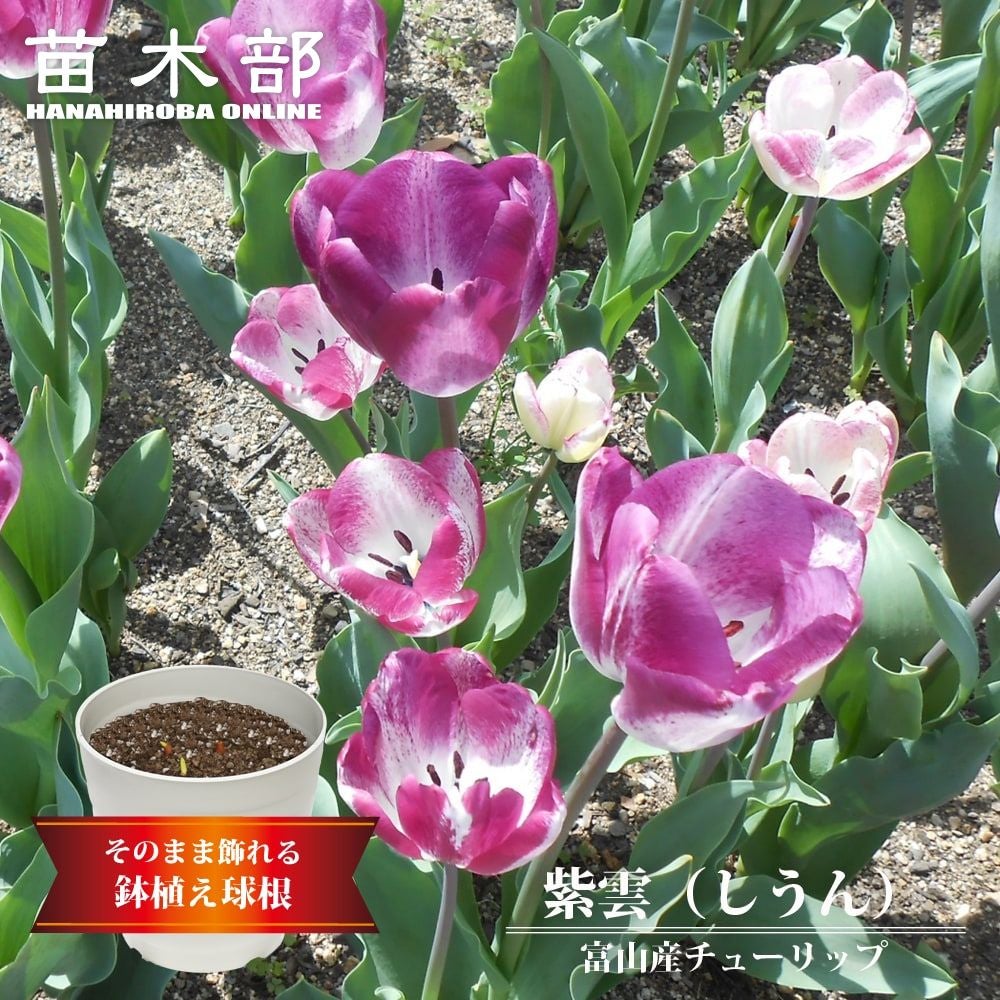 チューリップ ビリディ咲き 混合 苗 通販 苗木部 By 花ひろばオンライン