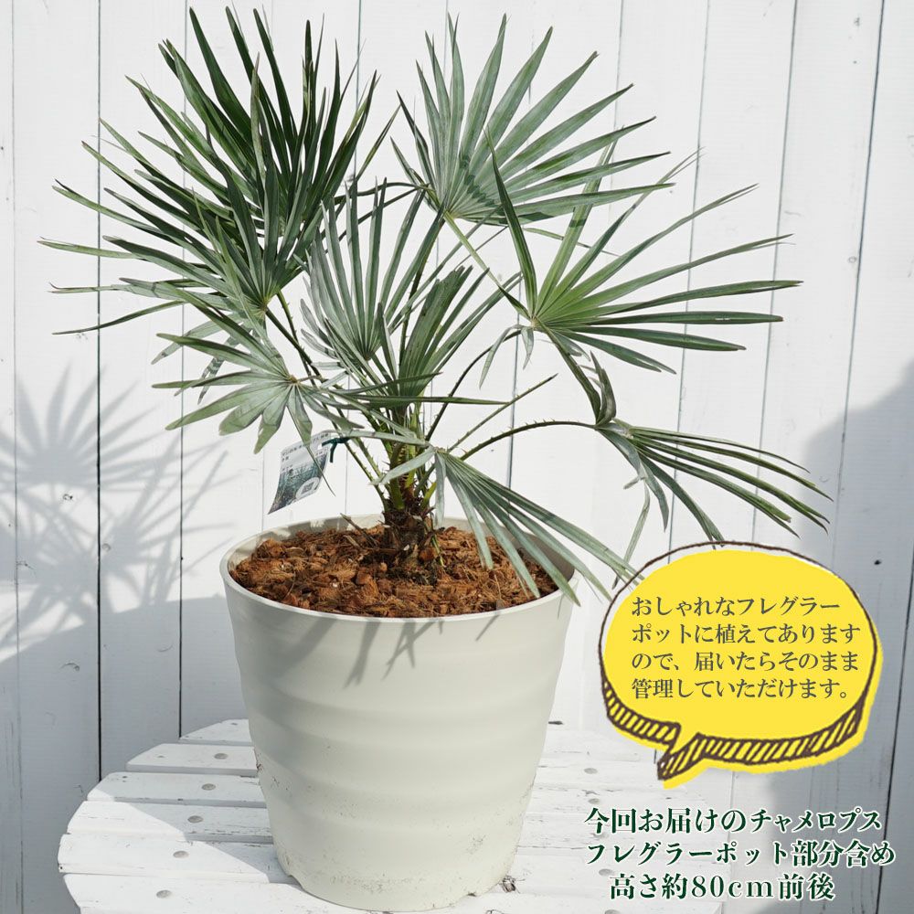 000000084689-03.jpg?size=l&w=