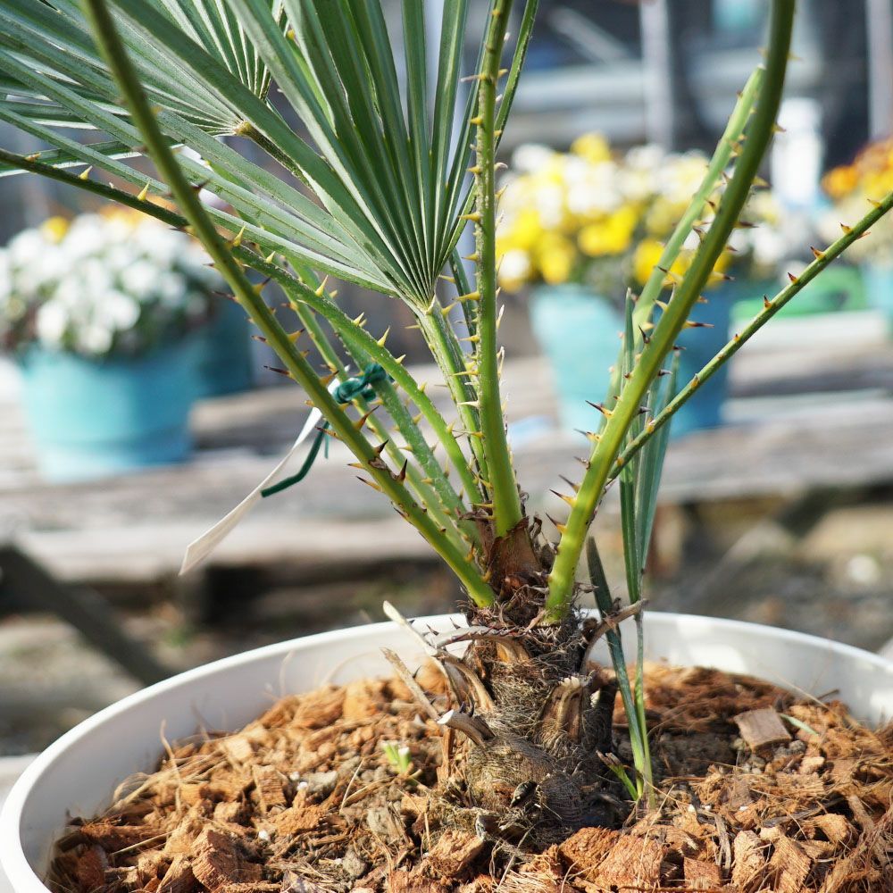 ヤシ チャメロプス フミリス 苗 通販 苗木部 By 花ひろばオンライン