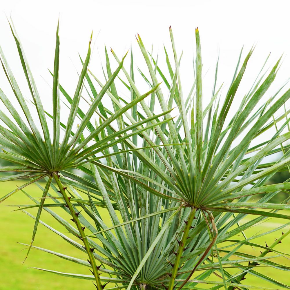 ヤシ チャメロプス フミリス 苗 通販 苗木部 By 花ひろばオンライン