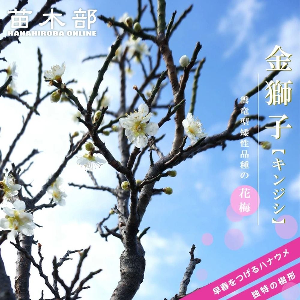 ウメ 雲竜梅 花梅 青軸性 苗 販売 苗木部 By 花ひろばオンライン